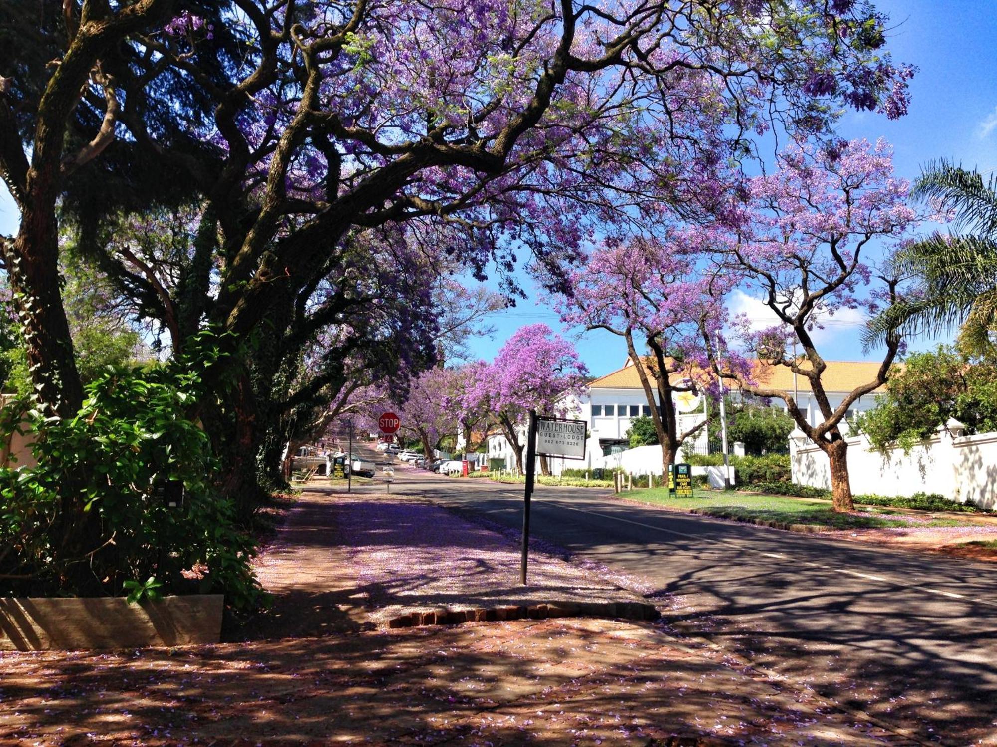 Waterhouse Guest Lodge In Muckleneuk Pretoria-Noord Dış mekan fotoğraf